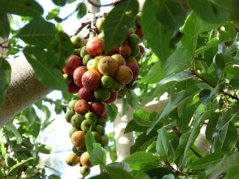Plant Giloy