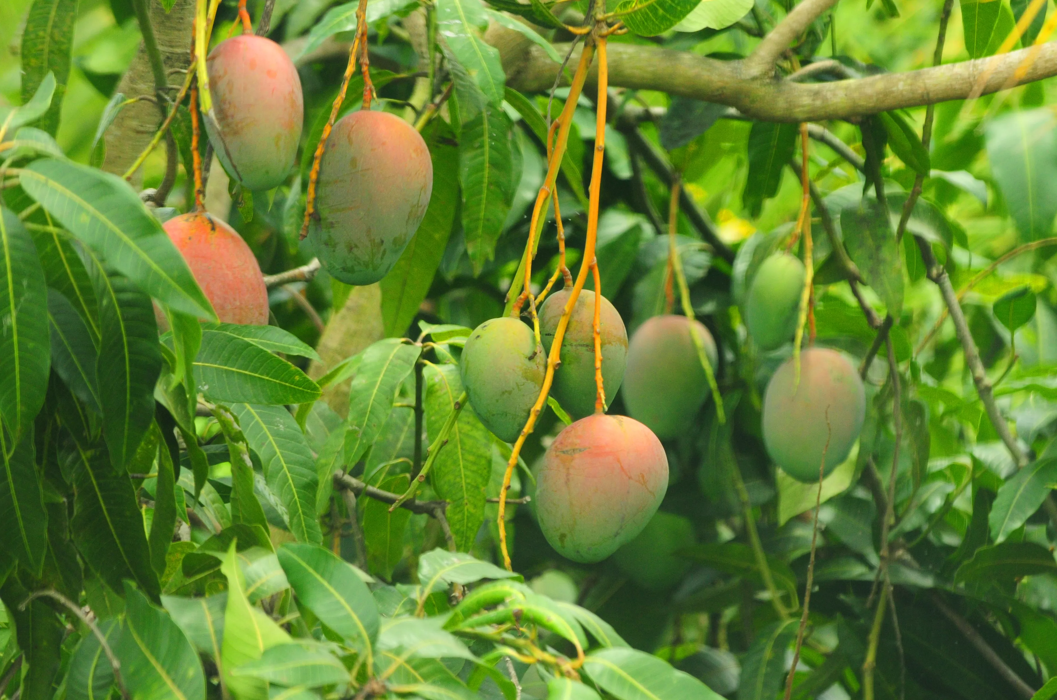 Mango Informatii Mango